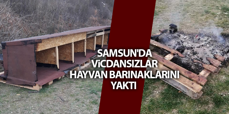 Samsun'da vicdansızlar hayvan barınaklarını yaktı - samsun haber