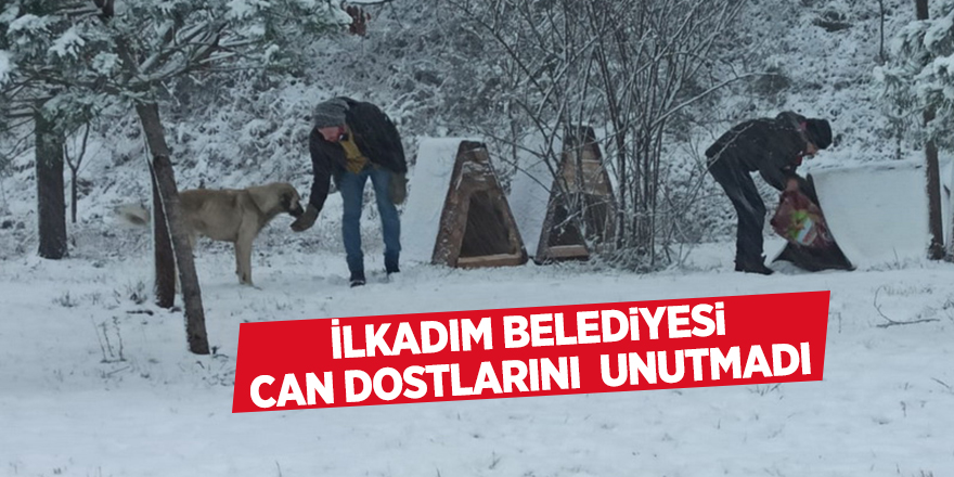 İlkadım Belediyesi can dostlarını  unutmadı - samsun haber