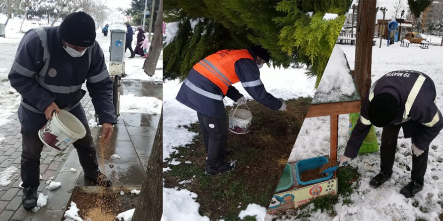 19 Mayıs'ta can dostlara mama takviyesi - samsun haber