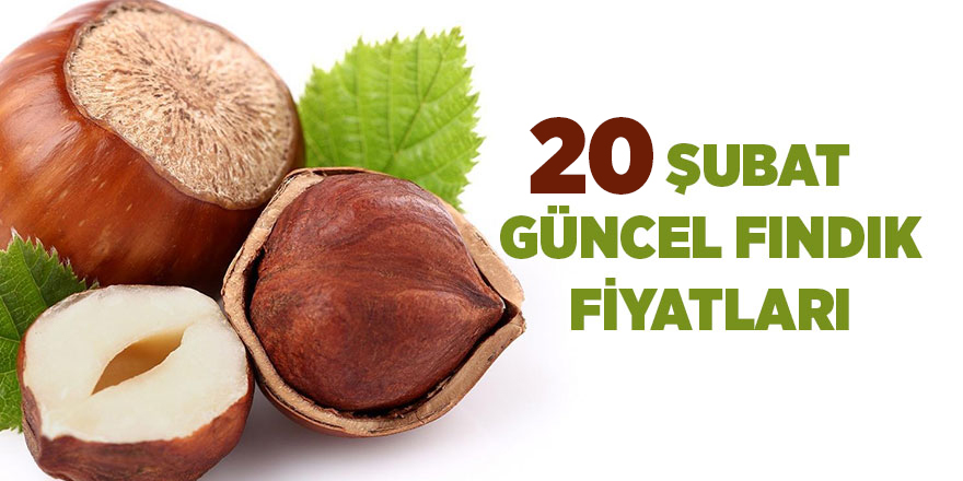 20 Şubat güncel fındık fiyatları - samsun haber