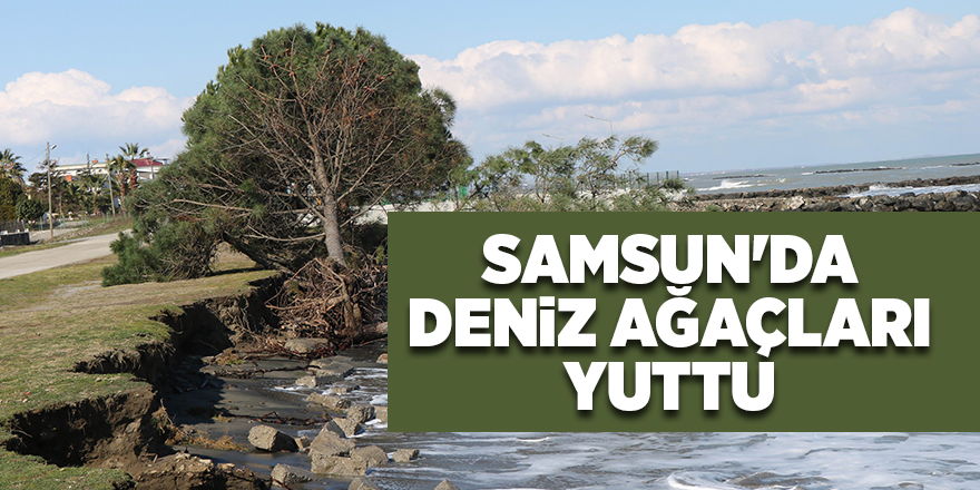 Samsun'da deniz ağaçları yuttu - samsun haber