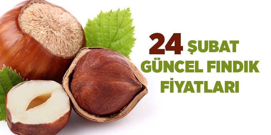 24 Şubat güncel fındık fiyatları - samsun haber