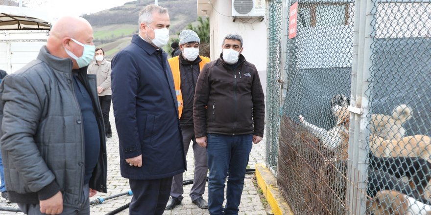 Bafra Belediyesi 230 sokak hayvanının bakımını üstlendi - samsun haber