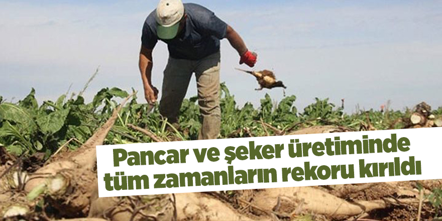 Pancar ve şeker üretiminde tüm zamanların rekoru kırıldı - samsun haber