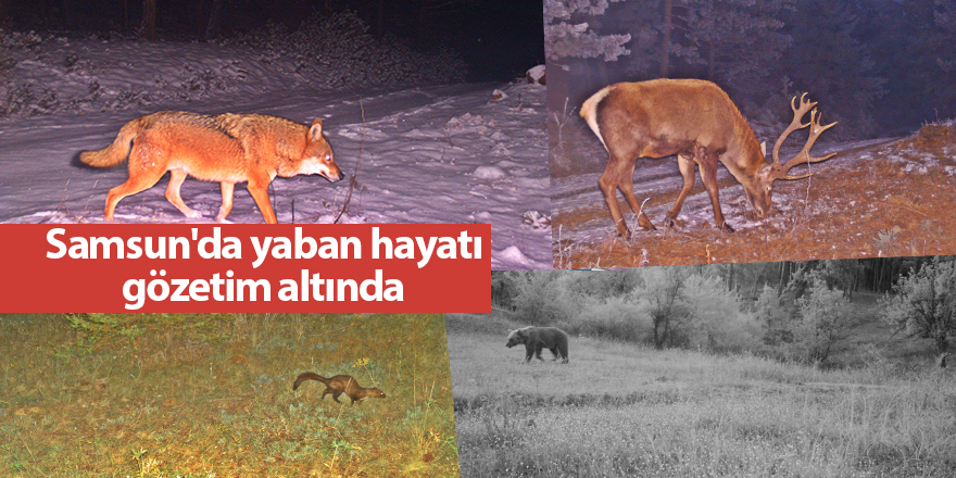 Samsun'da yaban hayatı gözetim altında - samsun haber