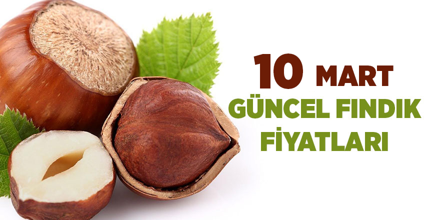 10 Mart güncel fındık fiyatları - samsun haber