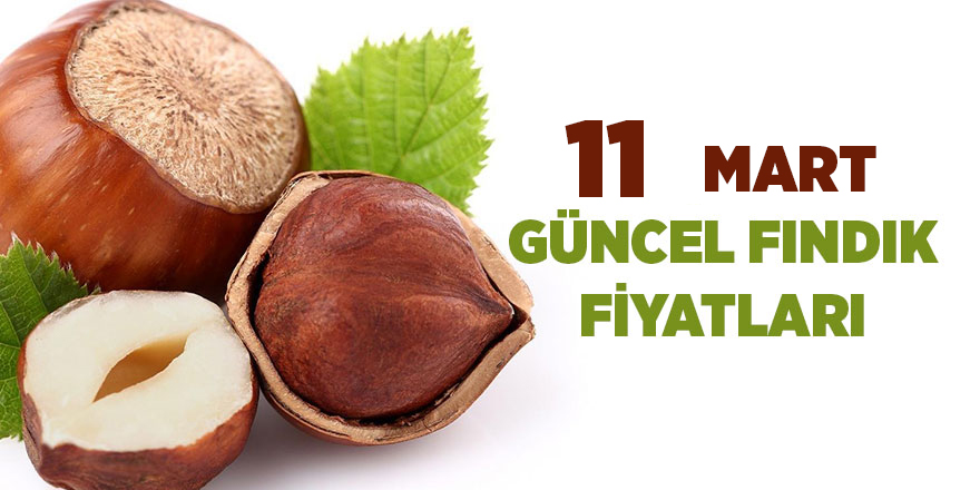 11 Mart güncel fındık fiyatları - samsun haber