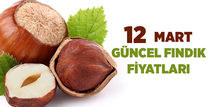 12 Mart güncel fındık fiyatları - samsun haber