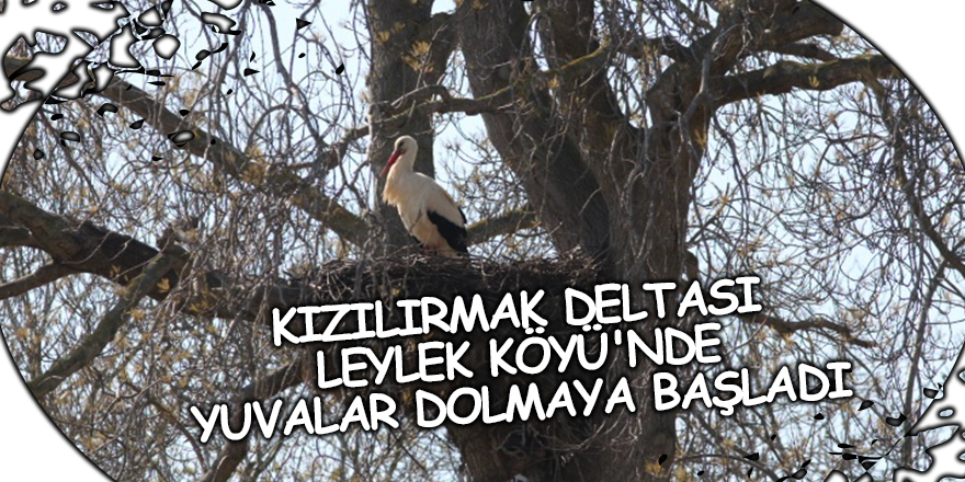 Kızılırmak Deltası Leylek Köyü'nde yuvalar dolmaya başladı - samsun haber