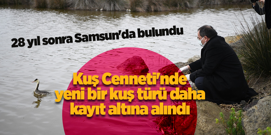 Kuş Cenneti'nde  yeni bir kuş türü daha kayıt altına alındı - samsun haber