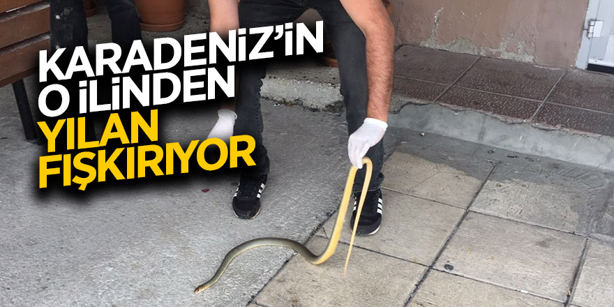 Sıkça görülen yılanlar korkutuyor