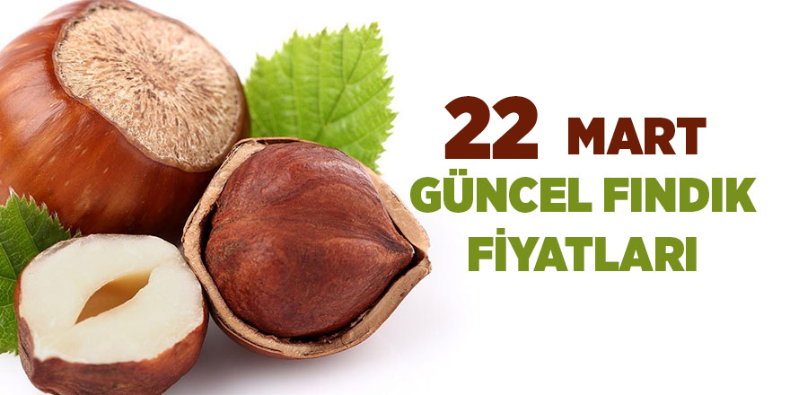 22 Mart güncel fındık fiyatları - samsun haber