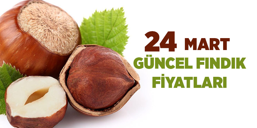 24 Mart güncel fındık fiyatları - samsun haber