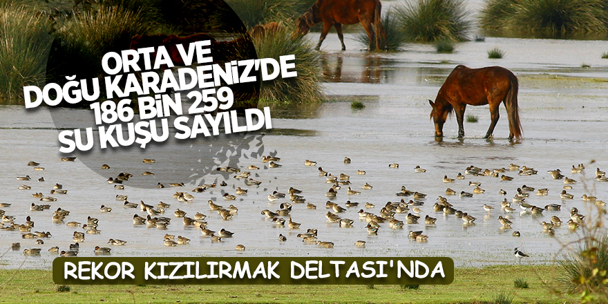 Orta ve Doğu Karadeniz'de 186 bin 259 su kuşu sayıldı - samsun haber