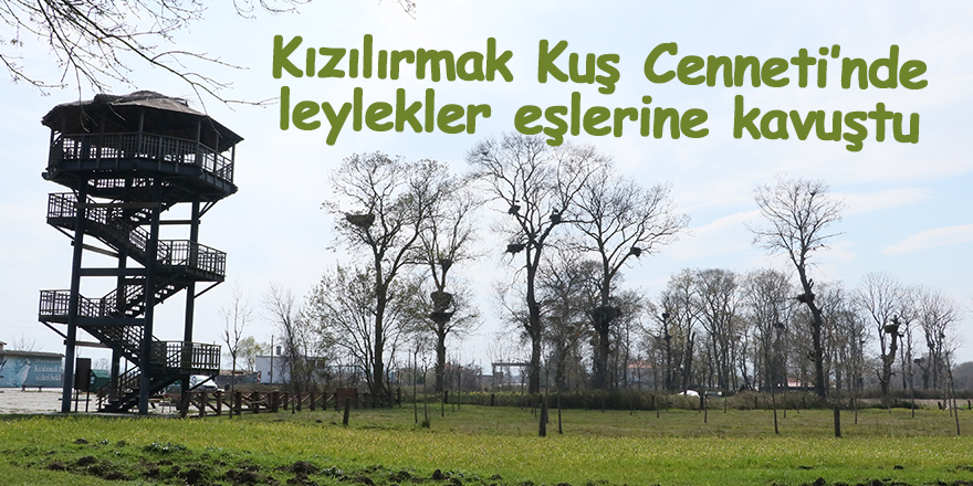 Kızılırmak Kuş Cenneti’nde leylekler eşlerine kavuştu - samsun haber