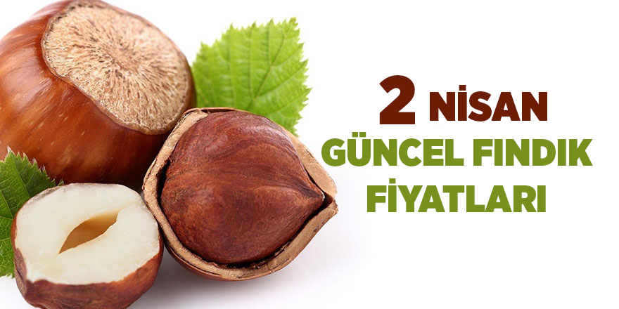 2 Nisan güncel fındık fiyatları - samsun haber