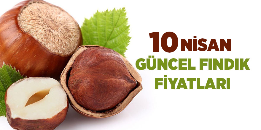 10 Nisan güncel fındık fiyatları - samsun haber