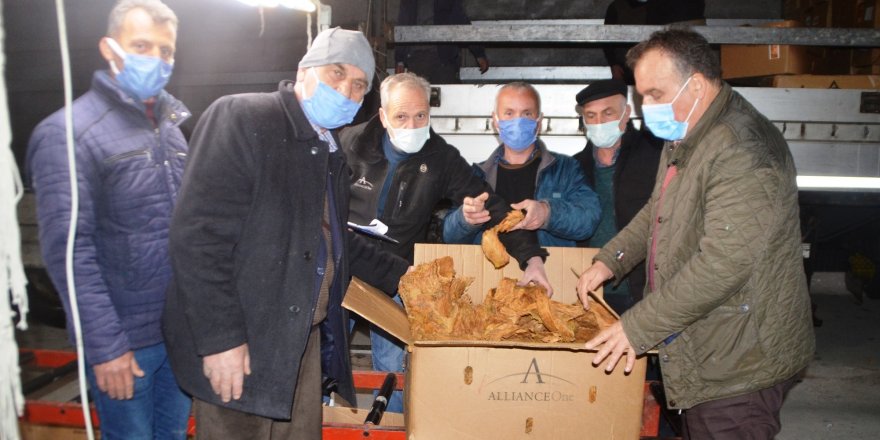 Bafra’da tütün alımları başladı - samsun haber