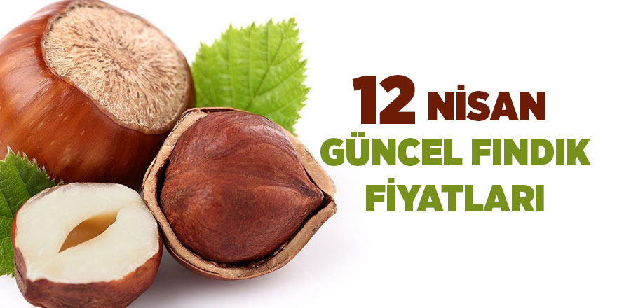 12 Nisan güncel fındık fiyatları - samsun haber