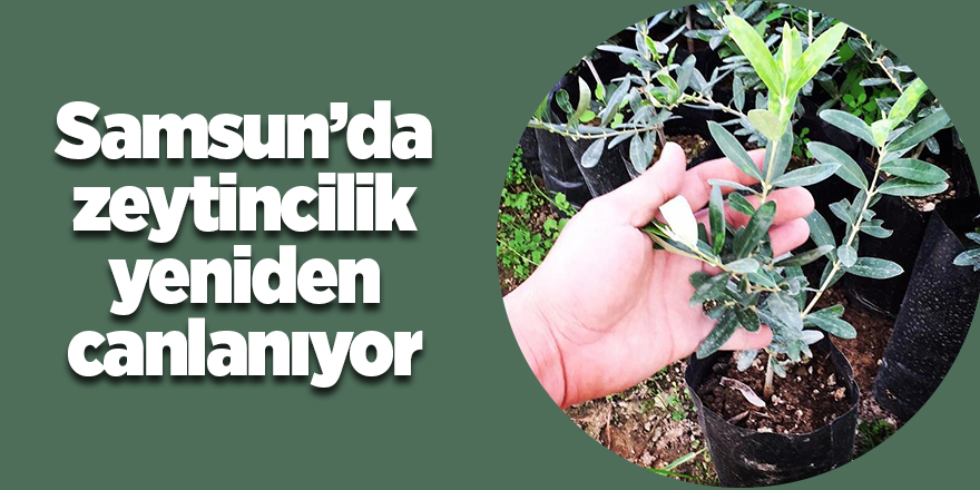 Samsun’da zeytincilik yeniden canlanıyor - samsun haber