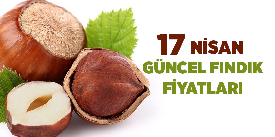 17 Nisan güncel fındık fiyatları - samsun haber