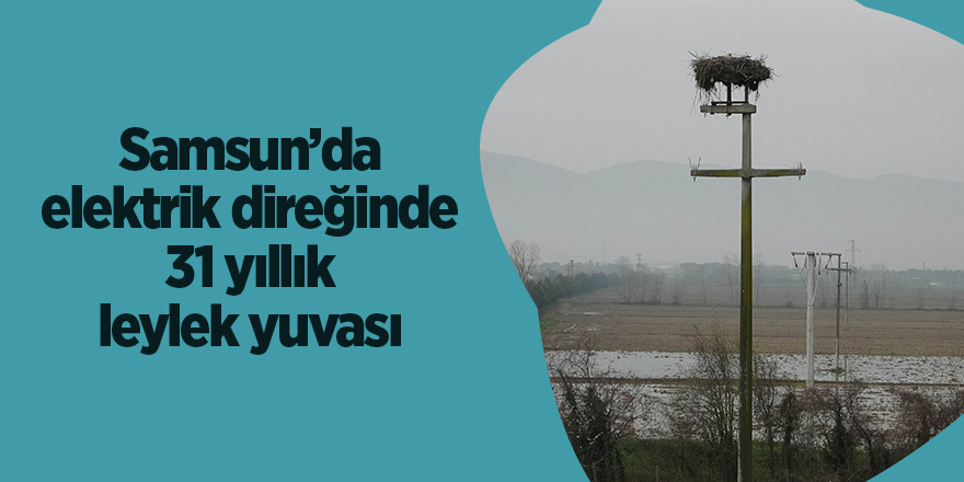 Samsun’da elektrik direğinde 31 yıllık leylek yuvası - samsun haber