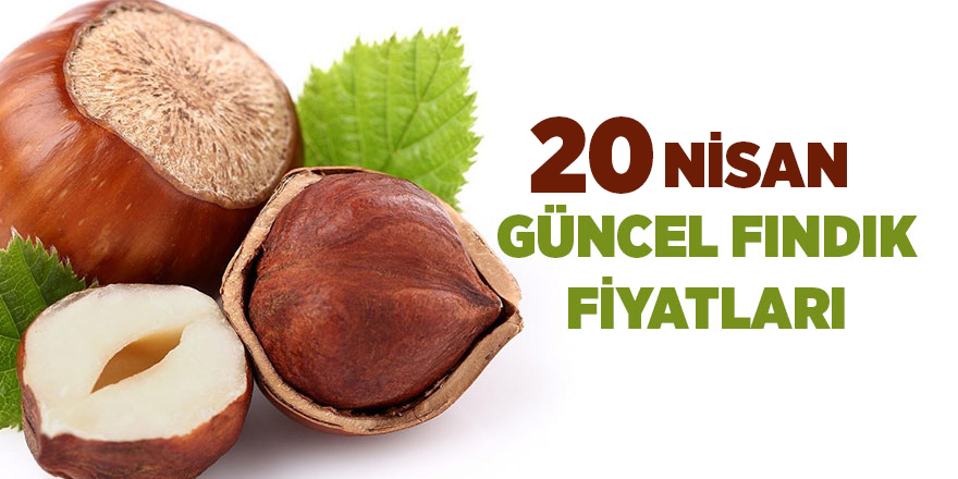 20 Nisan güncel fındık fiyatları - samsun haber