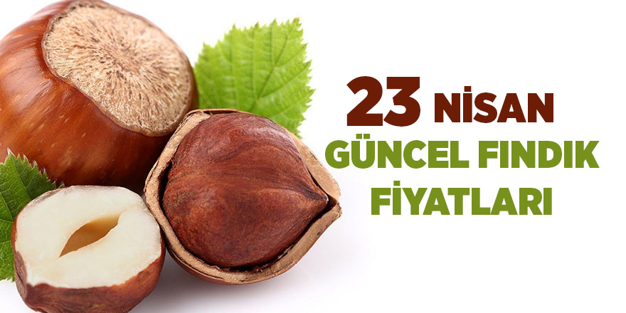 23 Nisan güncel fındık fiyatları - samsun haber