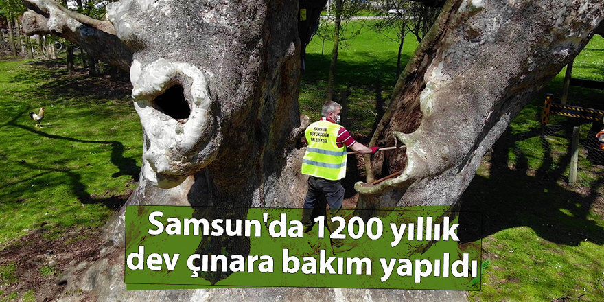 Samsun'da 1200 yıllık dev çınara bakım yapıldı - samsun haber