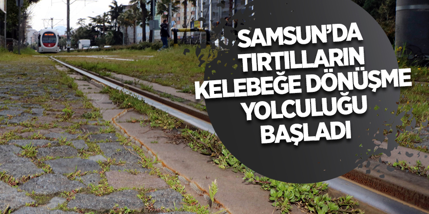 Samsun’da tırtılların kelebeğe dönüşme yolculuğu başladı - samsun haber