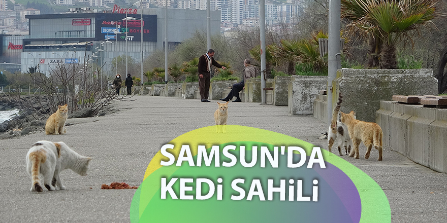 Sevimli patiler kayalıkları mesken tuttu - samsun haber