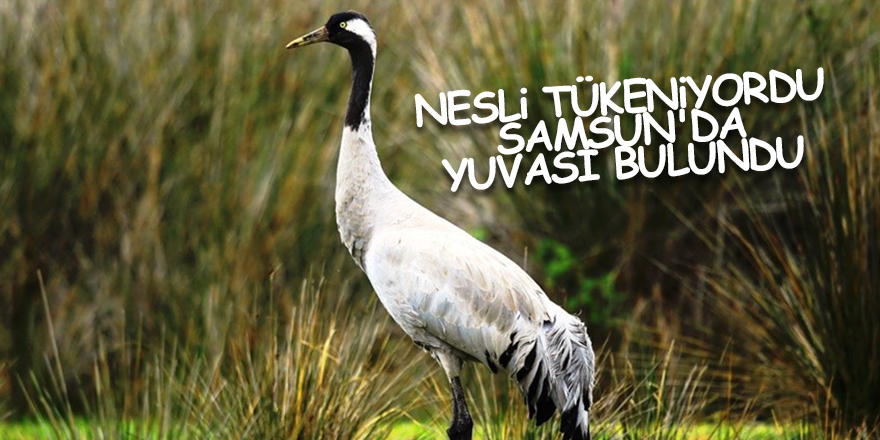 Nesli tükeniyordu Samsun'da yuvası bulundu - samsun haber