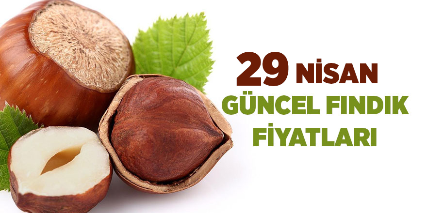 29 Nisan güncel fındık fiyatları - samsun haber