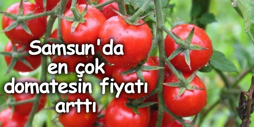 Samsun'da en çok domatesin fiyatı arttı - samsun haber