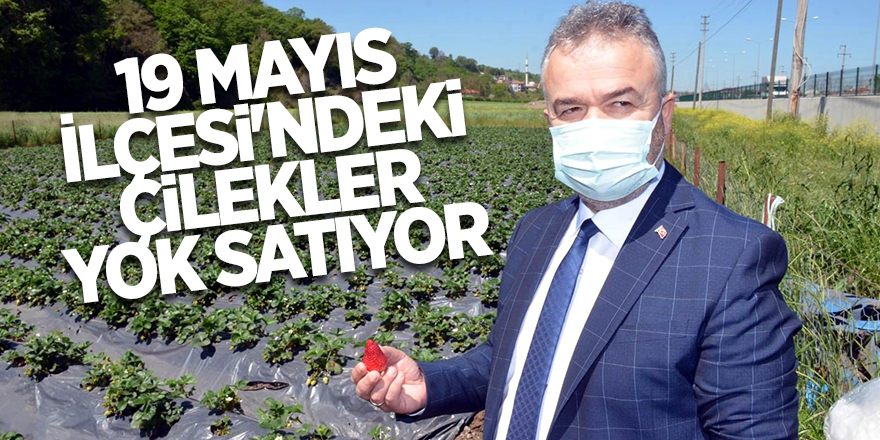 19 Mayıs İlçesi'ndeki çilekler yok satıyor - samsun haber