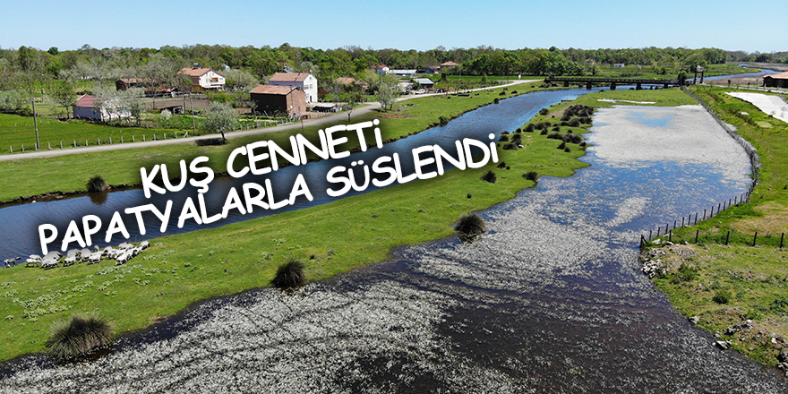 Kuş Cenneti papatyalarla süslendi - samsun haber