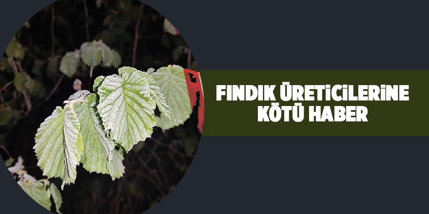 Fındık üreticilerine kötü haber - samsun haber