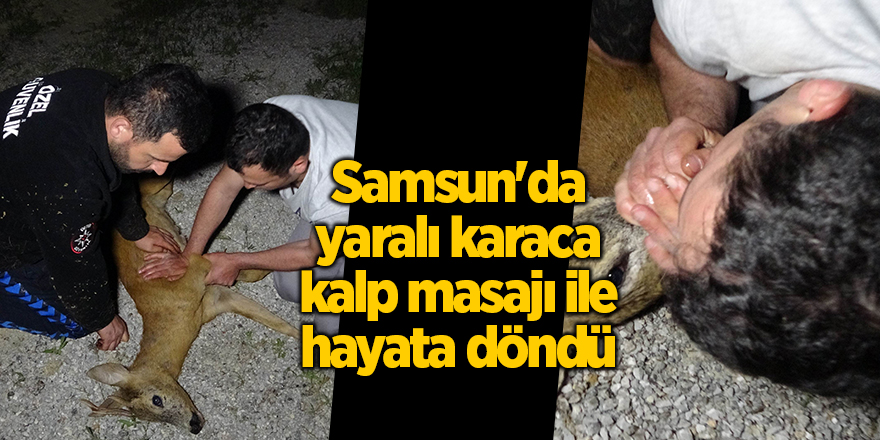 Samsun'da yaralı karaca kalp masajı ile hayata döndü - samsun haber