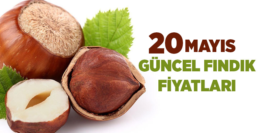 20 Mayıs güncel fındık fiyatları - samsun haber