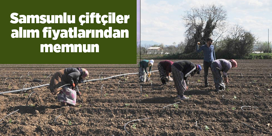 Samsunlu çiftçiler alım fiyatlarından memnun - samsun haber