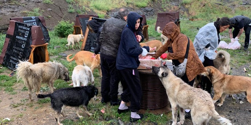 Samsun'da hayvanseverleri yağmur bile durduramadı - samsun haber