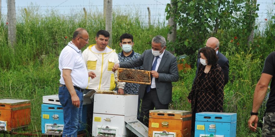 Samsun'da ana arıların dağıtımı başladı - samsun haber