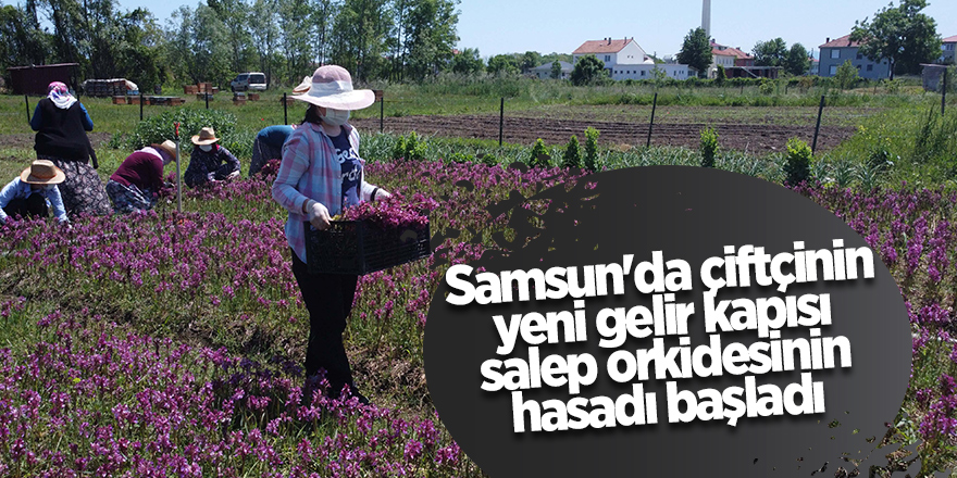 Samsun'da çiftçinin yeni gelir kapısı salep orkidesinin hasadı başladı - samsun haber