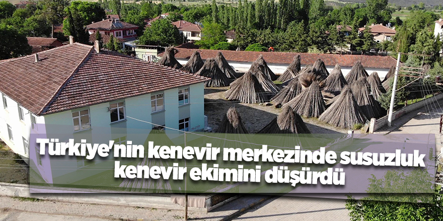 Türkiye'nin kenevir merkezinde susuzluk kenevir ekimini düşürdü - samsun haber