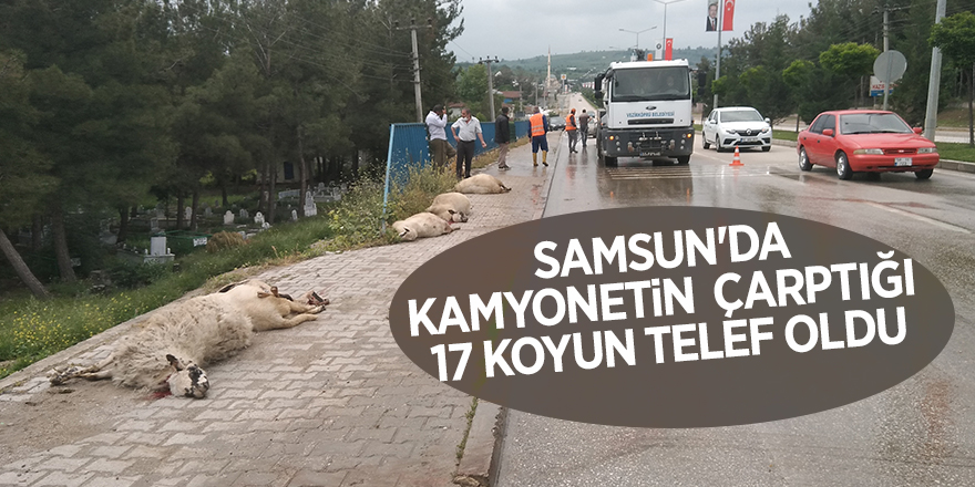 Samsun'da kamyonetin  çarptığı  17 koyun telef oldu - samsun haber