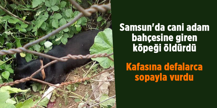 Samsun'da cani adam  bahçesine giren köpeğin öldürdü - samsun haber