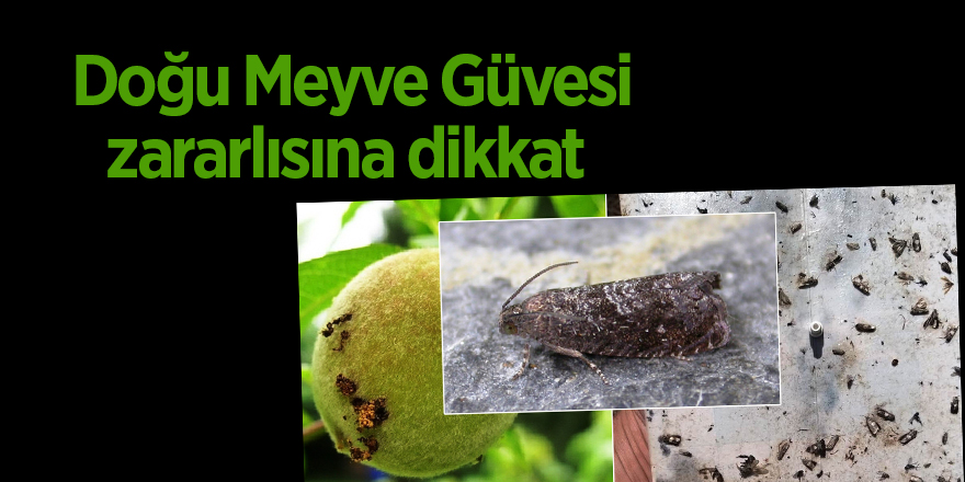 Doğu Meyve Güvesi zararlısına dikkat - samsun haber