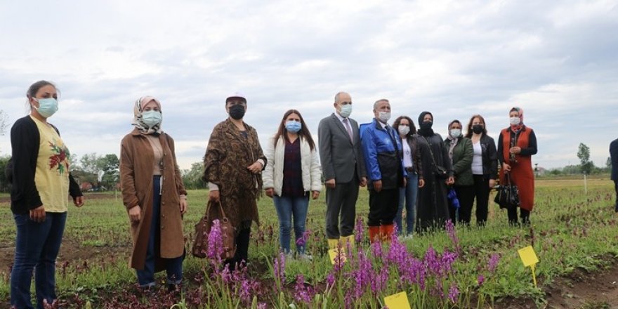 19 Mayıs’ta salep yumru tohumu dağıtıldı - samsun haber