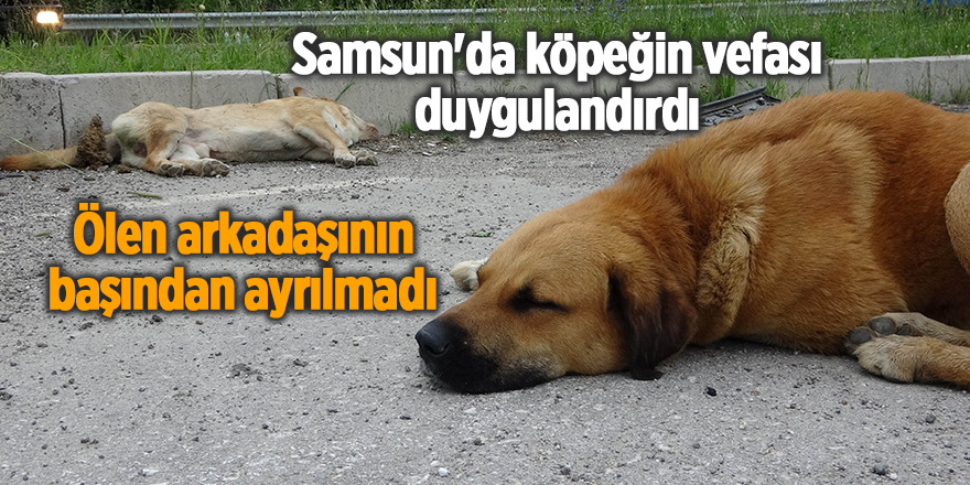 Samsun'da köpeğin vefası duygulandırdı - samsun haber