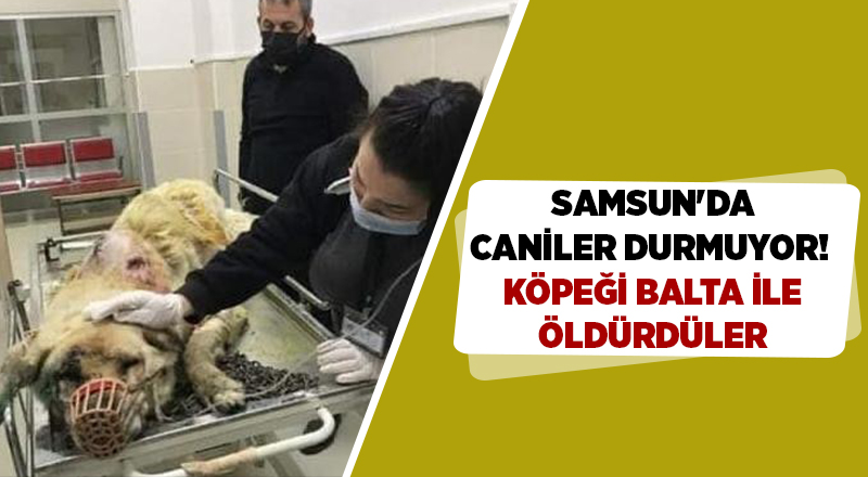 Samsun'da caniler durmuyor!  Köpeği balta ile öldürdüler - samsun haber